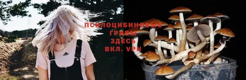 где купить наркотик  Кремёнки  Галлюциногенные грибы Psilocybine cubensis 